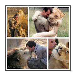 Encantadordeleones-shedsenn